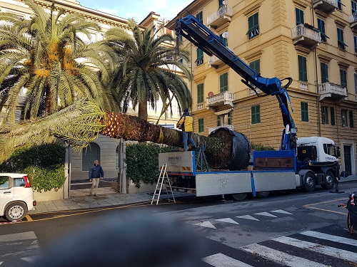Presso La Spezia, abbiamo trasportato con nostro autotreno con gru (modello Scania 420 dotato di gru Effer modello 720 6S) una grossa palma, poi posizionata all'interno  dell'apposita vasca.