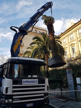 Presso La Spezia, abbiamo trasportato con nostro autotreno con gru (modello Scania 420 dotato di gru Effer modello 720 6S) una grossa palma, poi posizionata all'interno  dell'apposita vasca.
